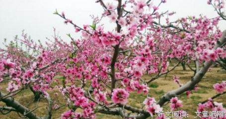 最全的《大哥》好段摘抄