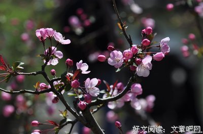 关于生死的优美句子