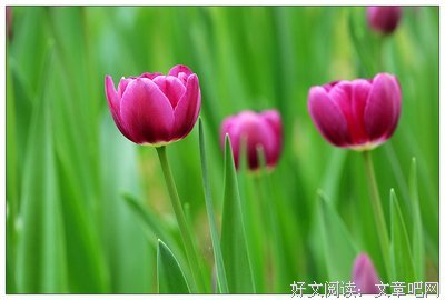 《繁枝》小说摘抄大全