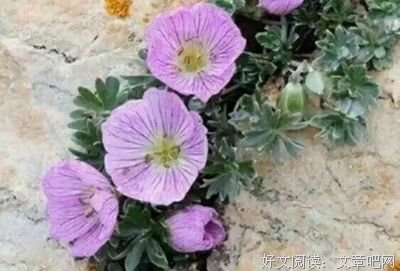 有关己所不欲的美句摘抄