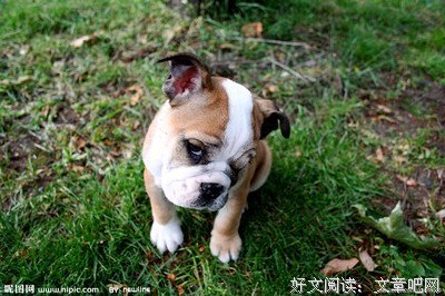 关于狗儿的格言