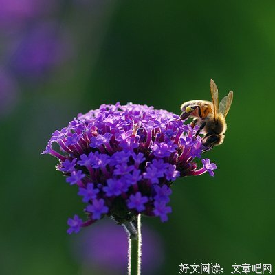 可爱经典名句