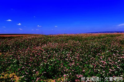 关于荞麦的名言