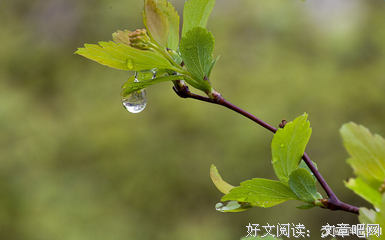 最全的《面纱》经典的句子大全