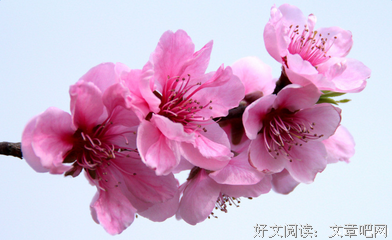 阅读摘抄的优美句子