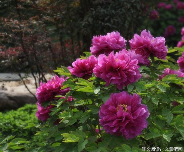 《红牡丹》小说句子