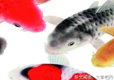 &quot; 所谓锦鲤命 不过是越努力越幸运 &quot;