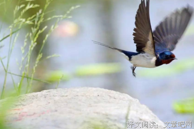三月无风句子