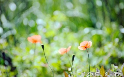 哀伤优美的句子