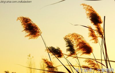 帕斯卡名言名句