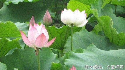 最全的杨志锋的名言