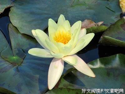 《晴天歆羡》小说句子
