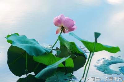 《若呤倾羽》的句子