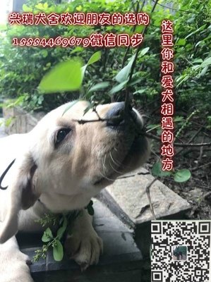 洛小雪的名言