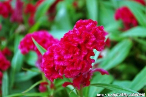 最全的《未闻花名》好段摘抄
