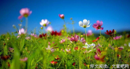 描写时行乐的经典句子