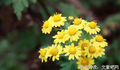 落叶送秋去，风吹野菊黄