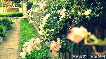 有关坎坷的句子