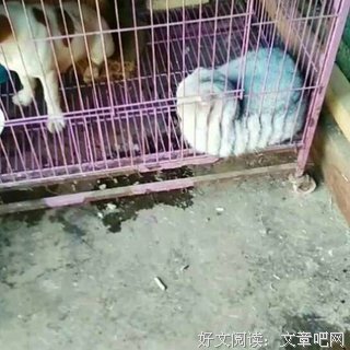 凌乱柠殇的名言