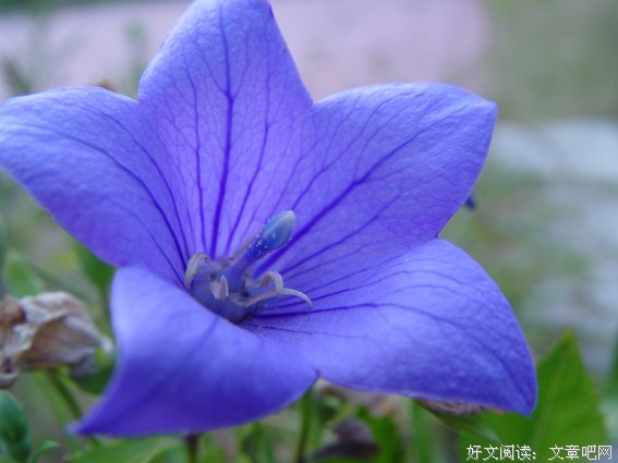 《繁星·春水》语录摘抄