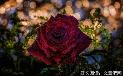 最新的《与孤独为伍》经典的句子
