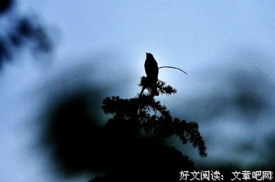 《奇鸟行状录》好段摘抄