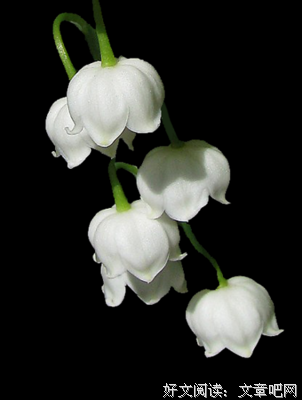 风流书呆的格言