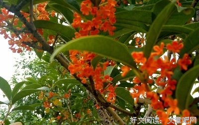 最经典的《番石榴飘香》名句欣赏