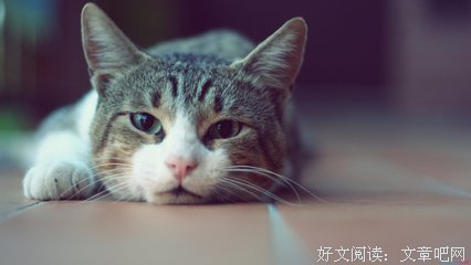 最全的《社会心理学》好段摘抄