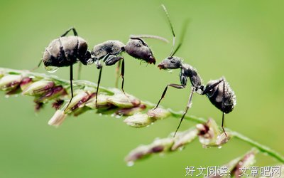 最新的《佛，空性之心》经典语句大全