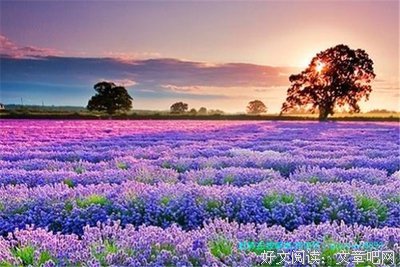 最经典的《像狗一样奔跑》名句欣赏