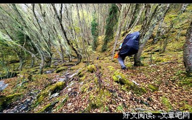 ༺字醉情迷༻名句欣赏