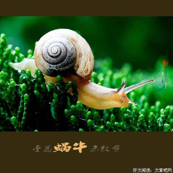 关于吃草的老羊名言名句
