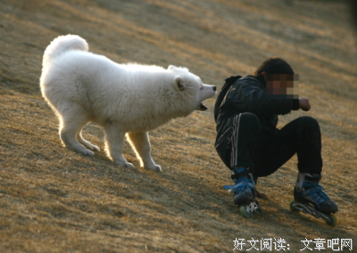 遛狗不拴狗 枉在世上走