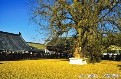 最新的《仰望半月的夜空》经典名句大全