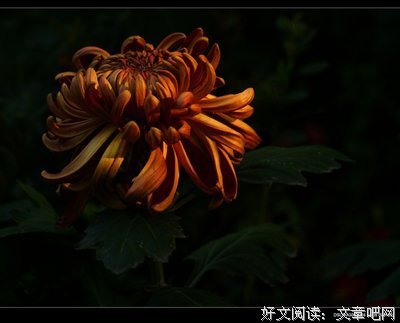凌寒独傲精彩语录
