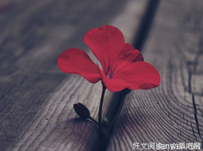 最新的《樱花庄的宠物女孩》经典句子大全