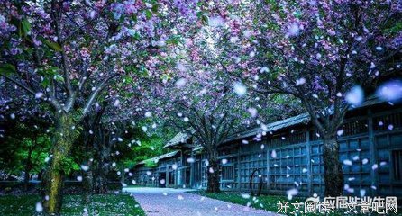 《那片星空，那片海》好段摘抄