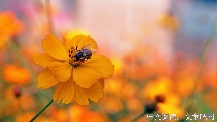 最新的《不曾走过，怎会懂得》小说句子大全