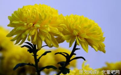 关于清寒名言名句