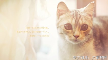 关于曹公的唯美语录