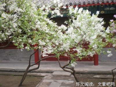 那一株丁香，就像活了千年