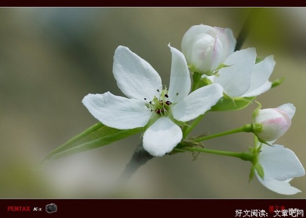 关于梨花，雨落名言大全