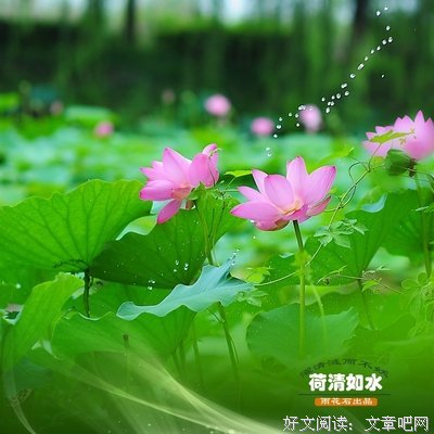 若荷清寒名言