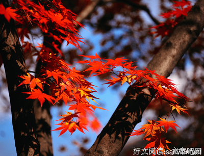 最新的《春时樱，秋时叶》经典句子大全