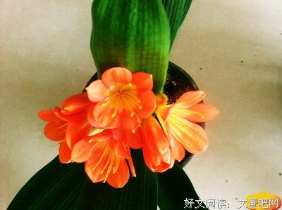 《择界夫天道作学们是便》经典的句子