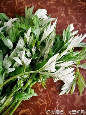 最全的《遇见好实茶花》语录摘抄