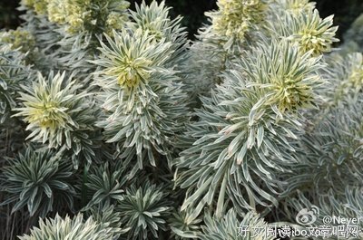 关于大戟的语句