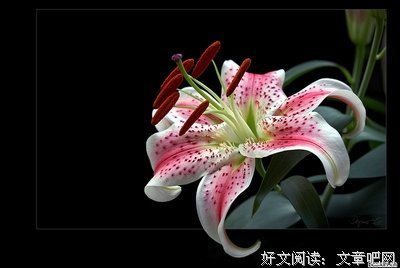 《当年》经典语句