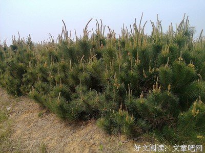 《机动心她会我Z和过家后打》经典语句